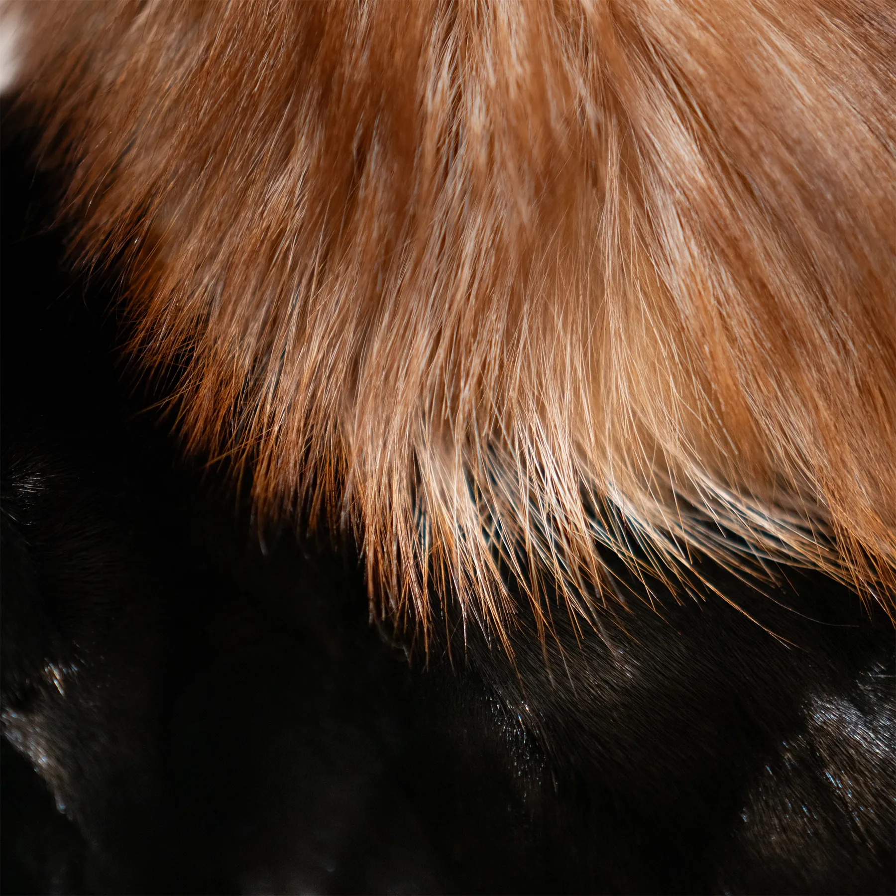 Kashani Black Mink Bomber Jacket with Red Fox Collar