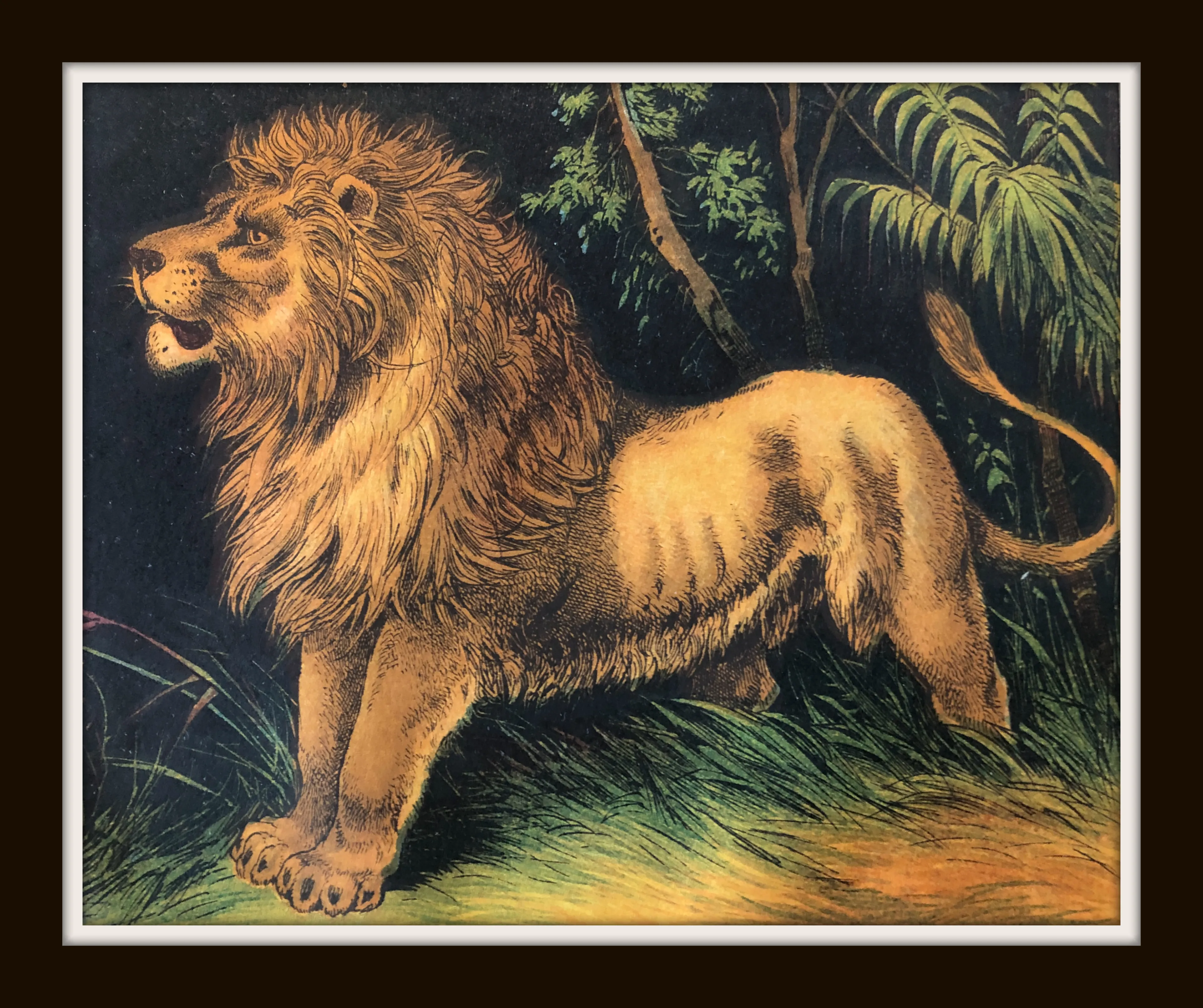 Lion