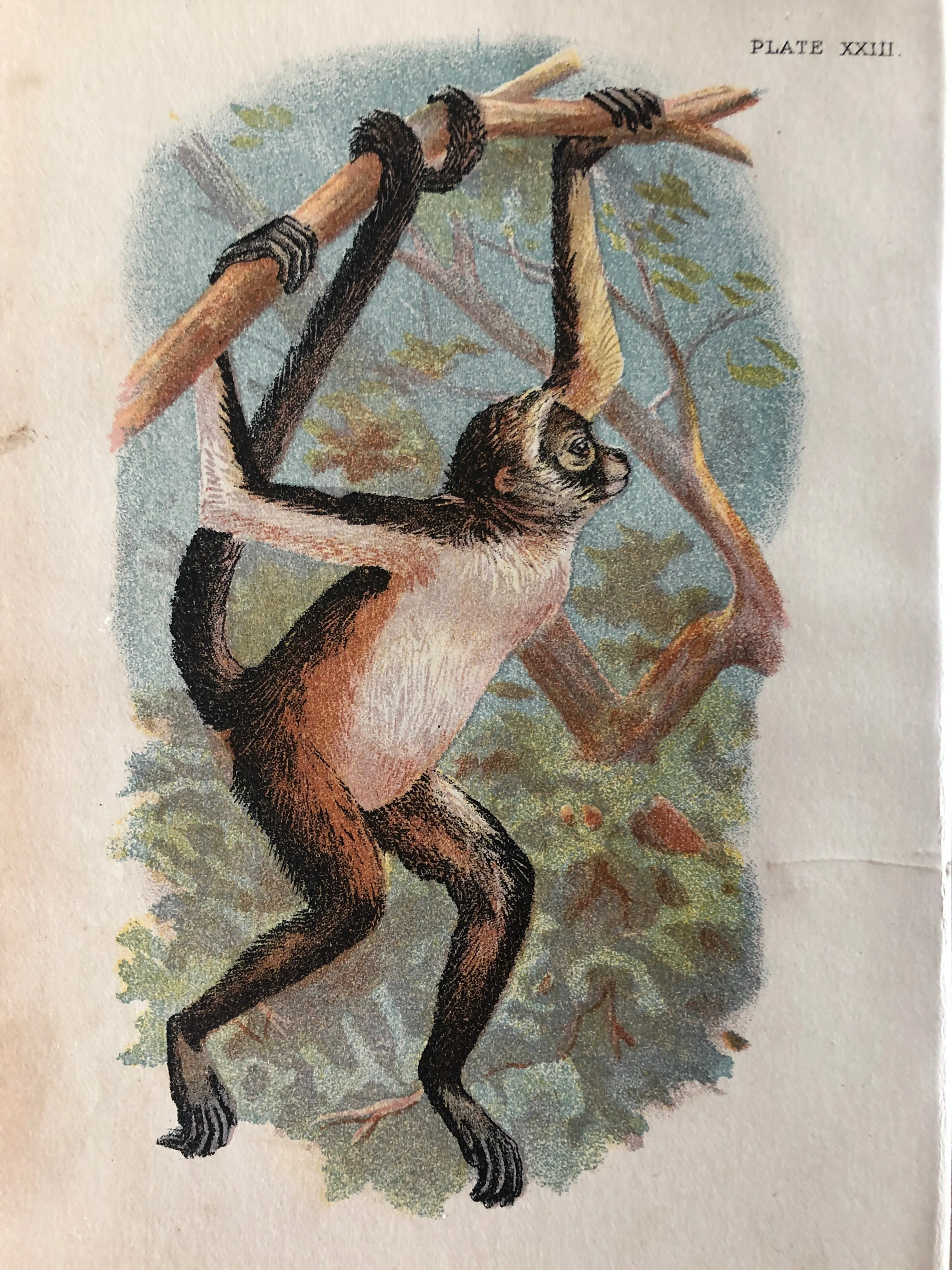 Monkey