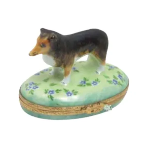Shetland Sheep Dog