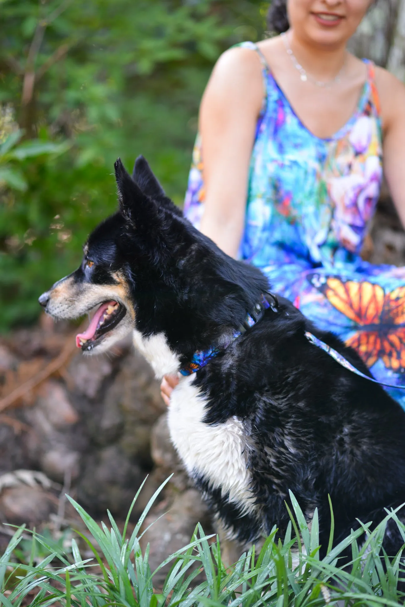 The Behold Collection Pet Fashion Collar and Leash sets for dogs by Sarah Camille Art