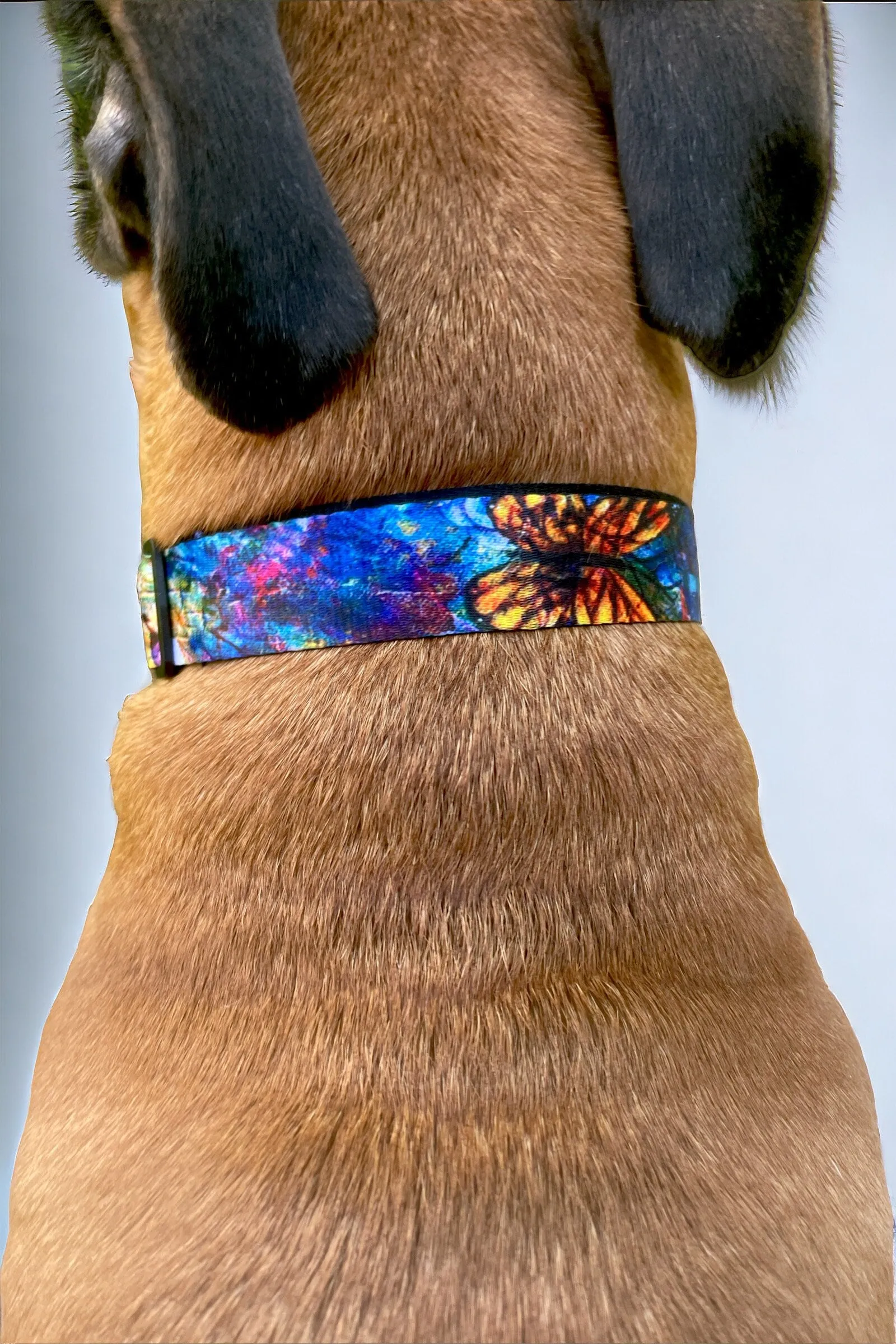 The Behold Collection Pet Fashion Collar and Leash sets for dogs by Sarah Camille Art