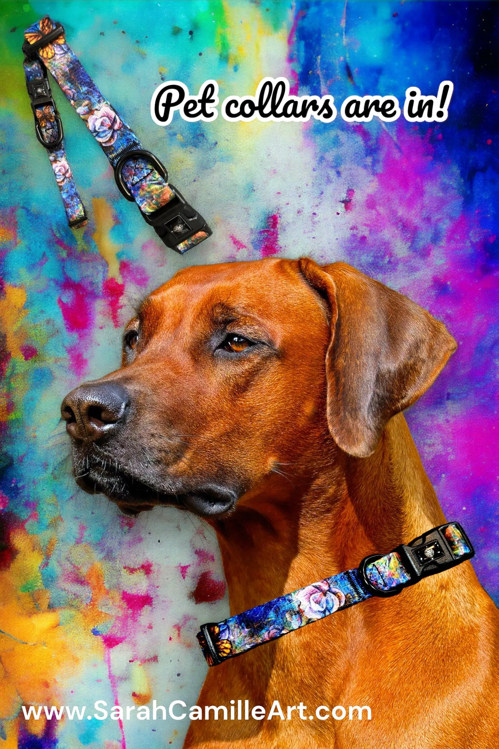The Behold Collection Pet Fashion Collar and Leash sets for dogs by Sarah Camille Art